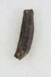 Didelphodon Tooth - Cretaceous Marsupial Mammal #30528-1